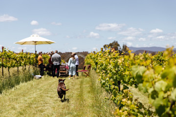 Flyfaire Cellar Door 1