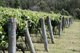 Hanging Tree Wines