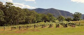 Tulloch vineyard