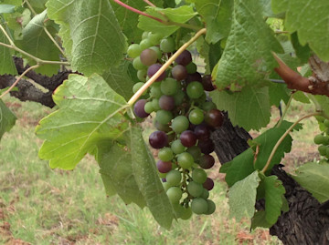 Pokolbin Brothers Wines