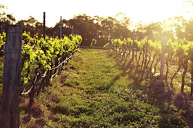 Blueberry Hill Cellar Door 5