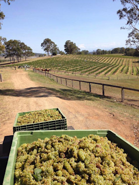 Elbourne vines