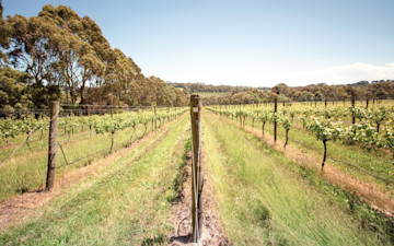 Ten Minutes by Tractor Cellar Door 7