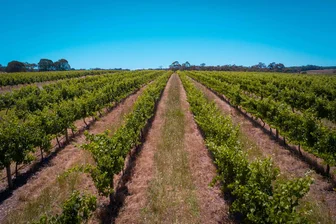 Fermoy Cellar Door 2