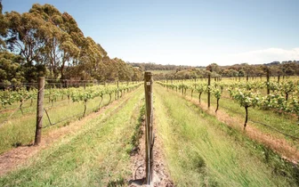 Ten Minutes by Tractor Cellar Door 7