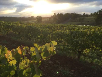 Château Pâto Cellar Door