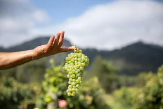 Greenway Wines Cellar Door