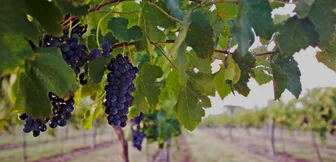 Lucy's Run Cellar Door