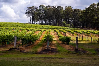 Peter Drayton Cellar Door