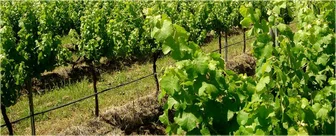 Stanleigh Park Cellar Door