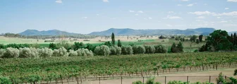 Tranquil Vale Cellar Door